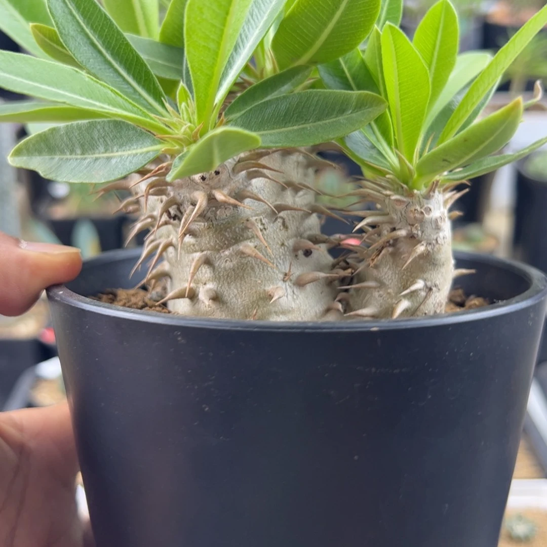 女王玉一物一拍脱土发