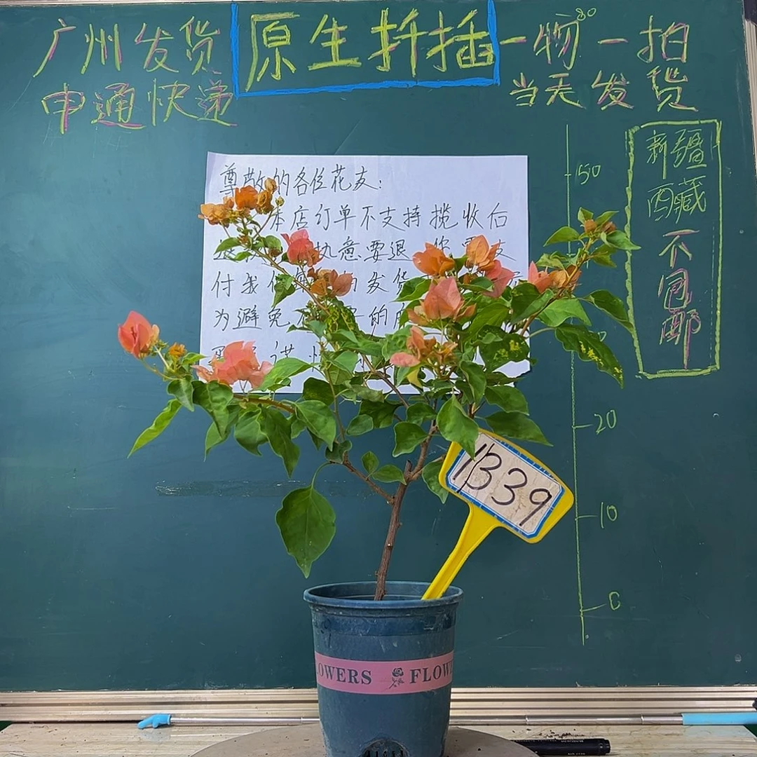 当前无花栽培后可以开花  橙九月 1339