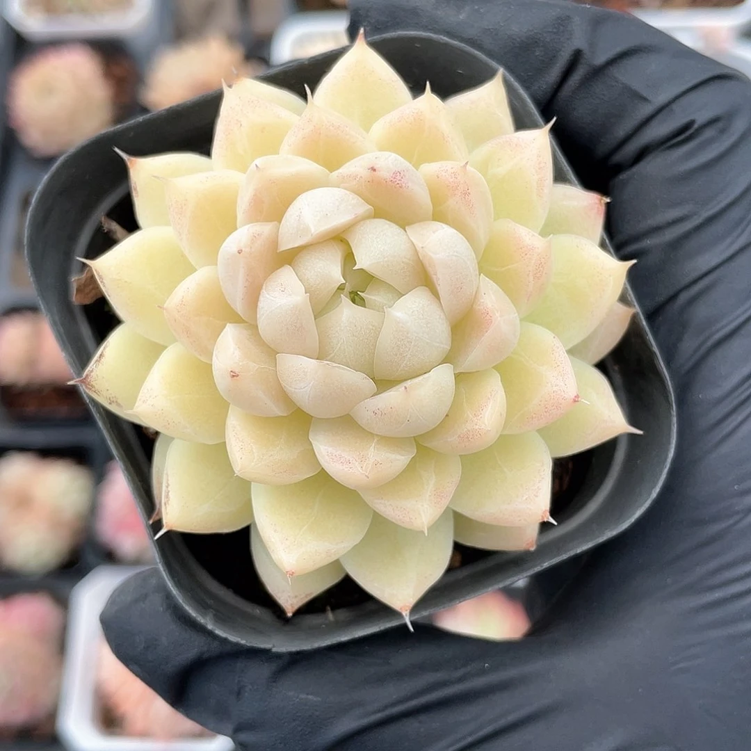 优选麦秆精品443