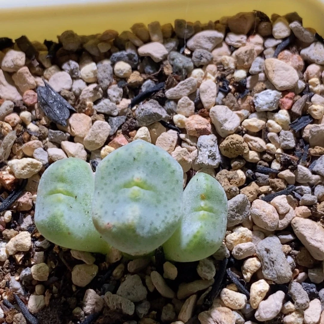 好看好看好看一颗10043