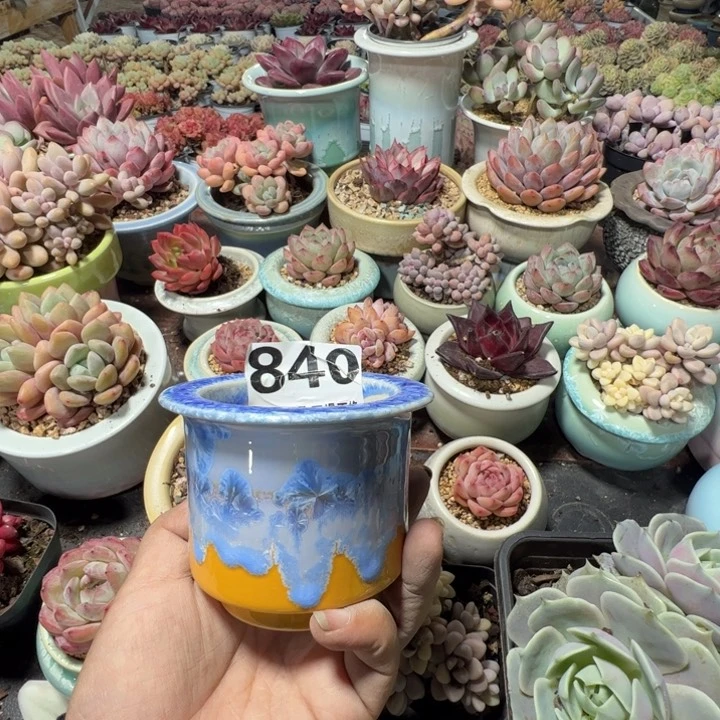 特价花盆 满50发货 内口7
