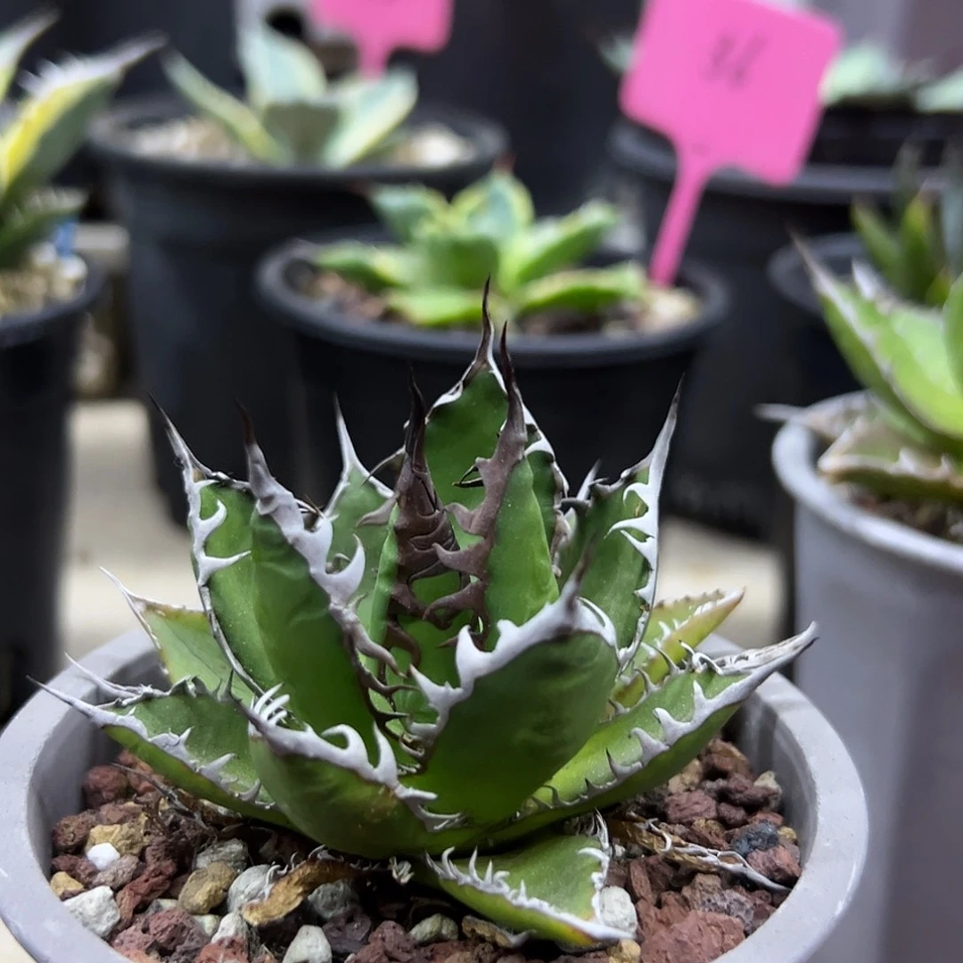 强密刺霍利达一物一拍偏远不包邮不退不换