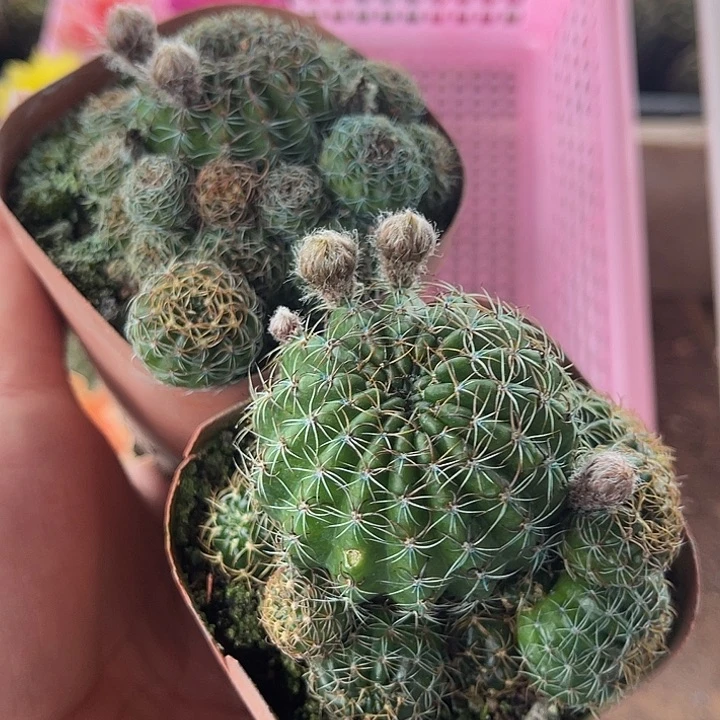 丽花球盲拍2个丽花球