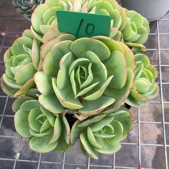 两单包邮，下午场10碧桃