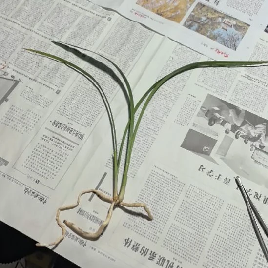 完全开放喜洋洋子母