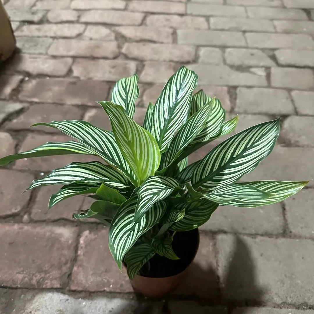 青纹竹芋 室内观叶植物