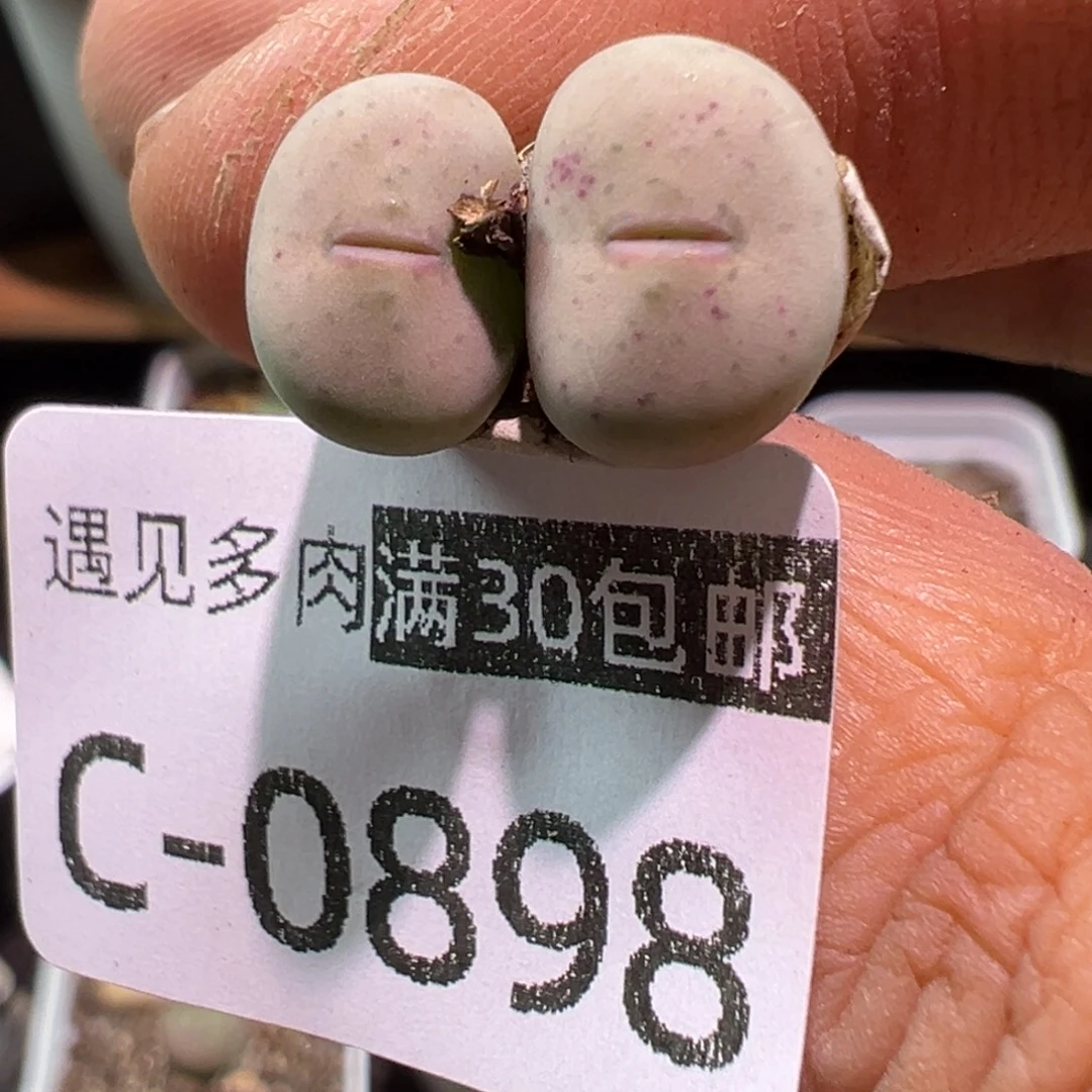 多肉植物11111111111111111