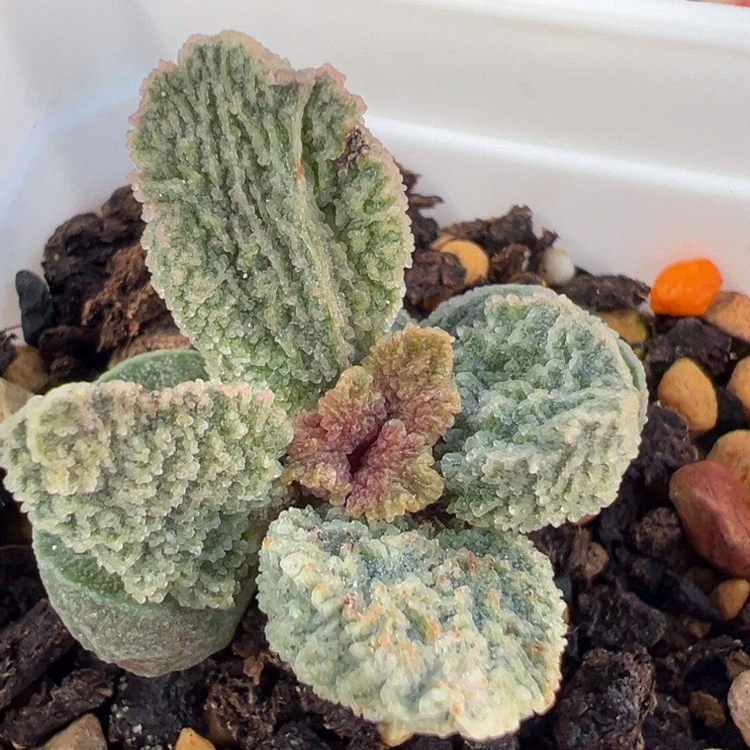 实生新品多肉植物水泡多肉植物水泡