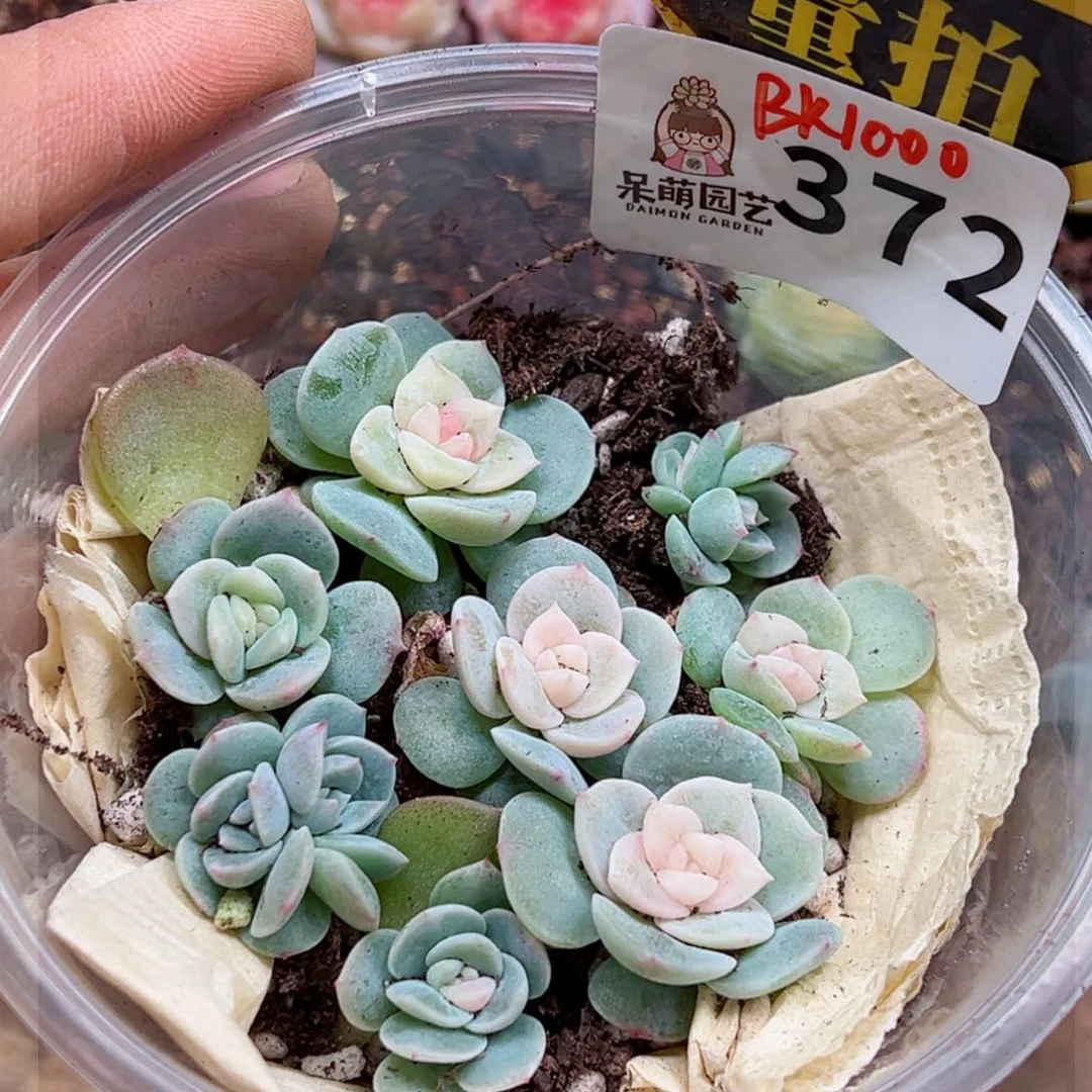 多肉植物多肉植物