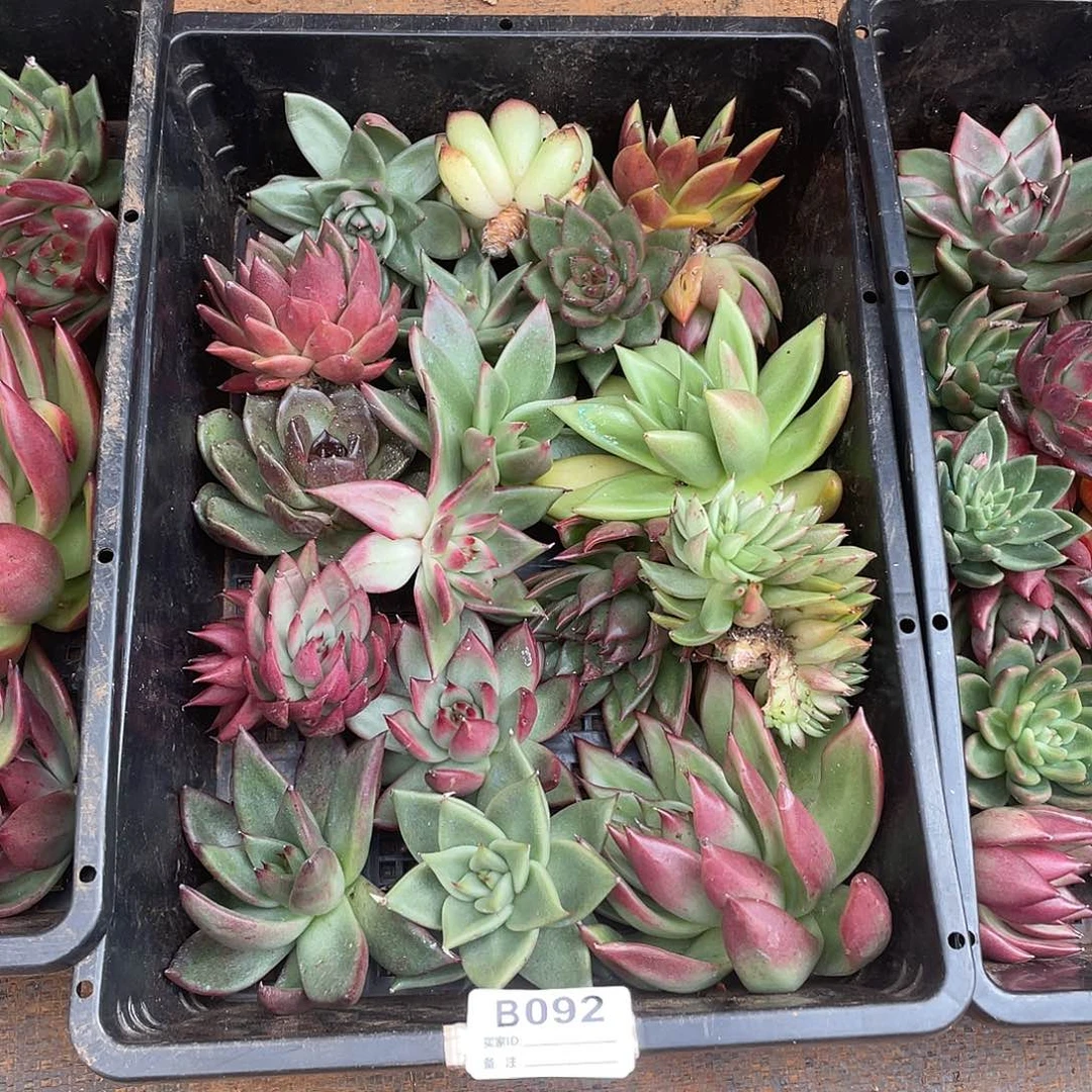 若如东云单拍B092