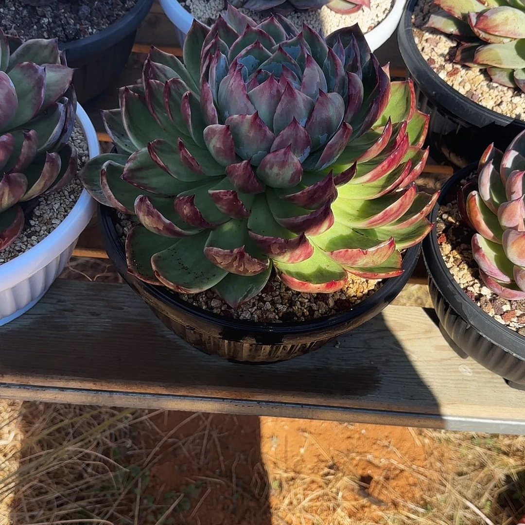 ৡ****无花朵惊鸿仙子26公分