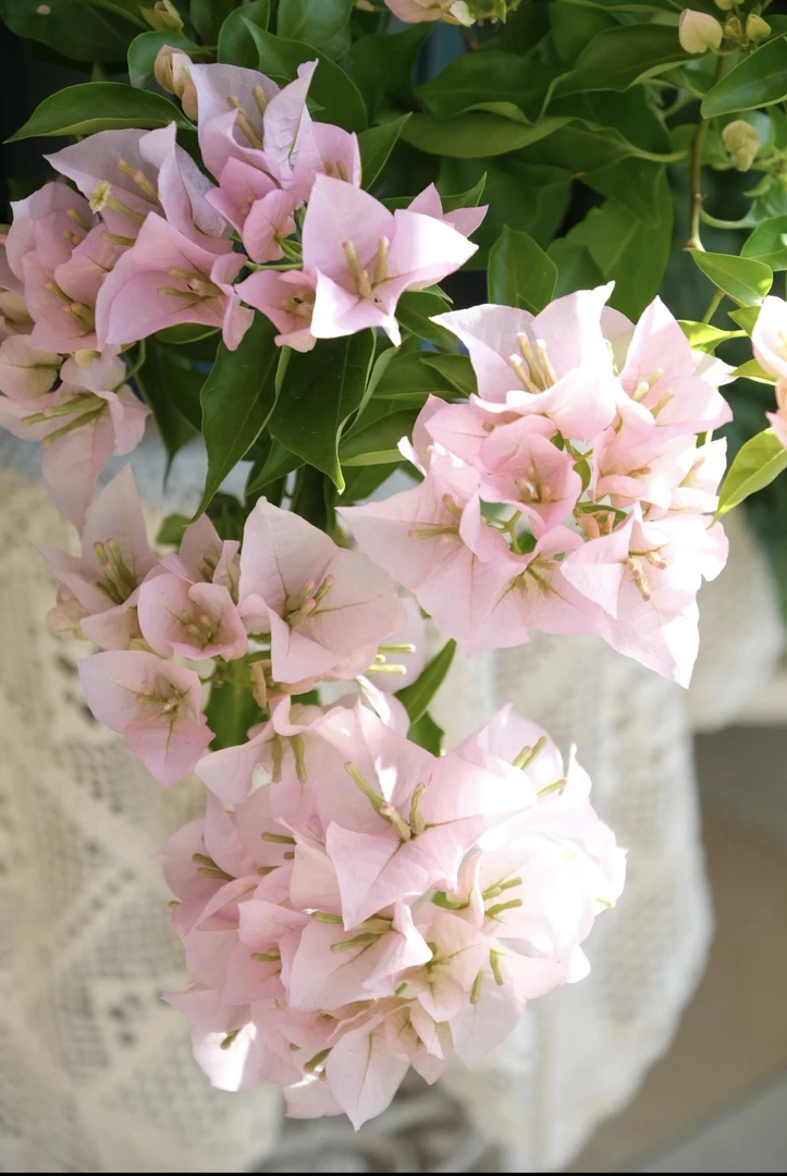 【粉天使】品种袋苗原生爬藤勤花（花梦园）袋苗不售后