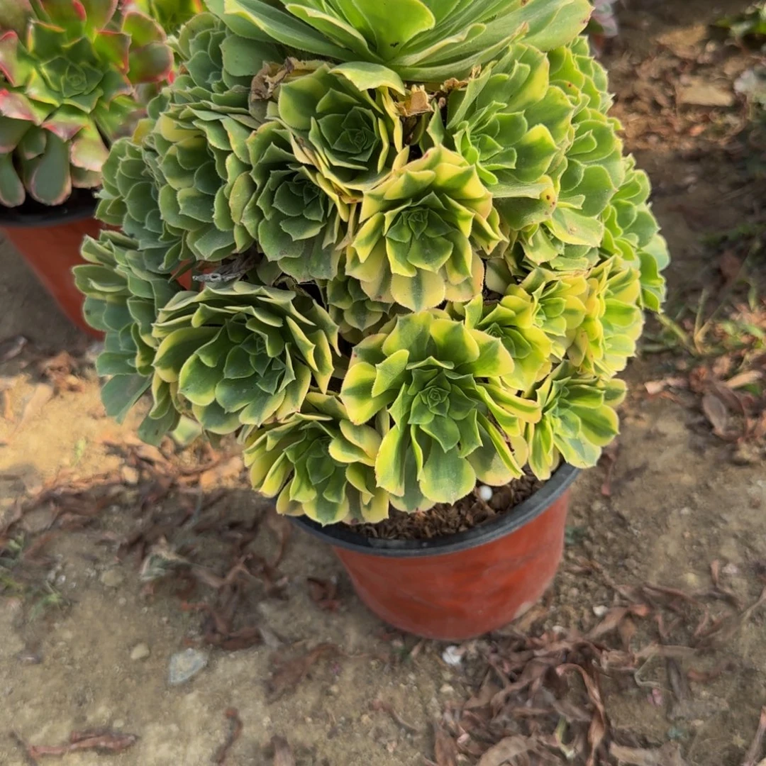 157五彩琉璃。多肉植物