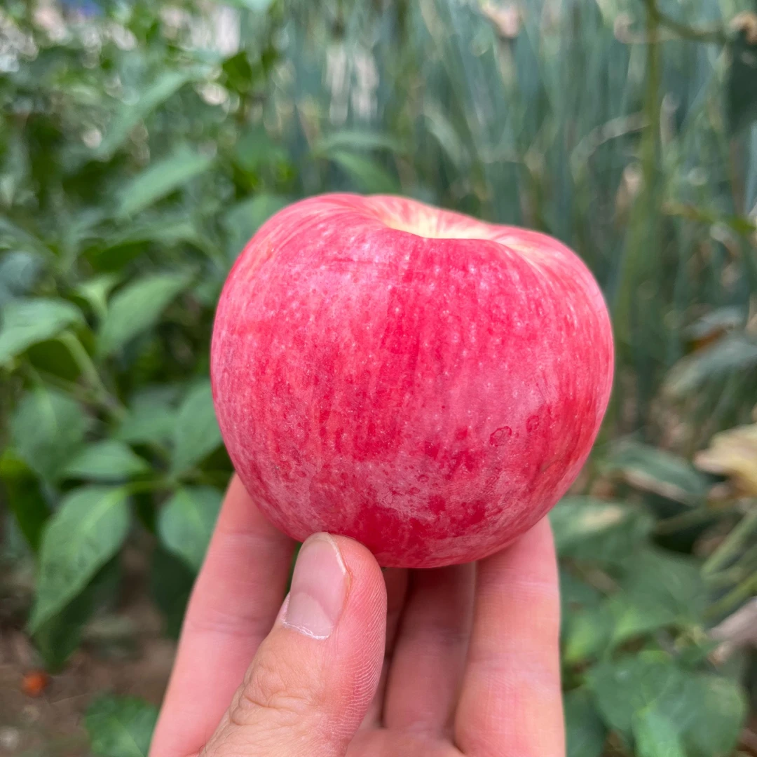 洛川鲁丽苹果应季（小型果）脆甜多汁9甜1酸2025年新果现摘现发