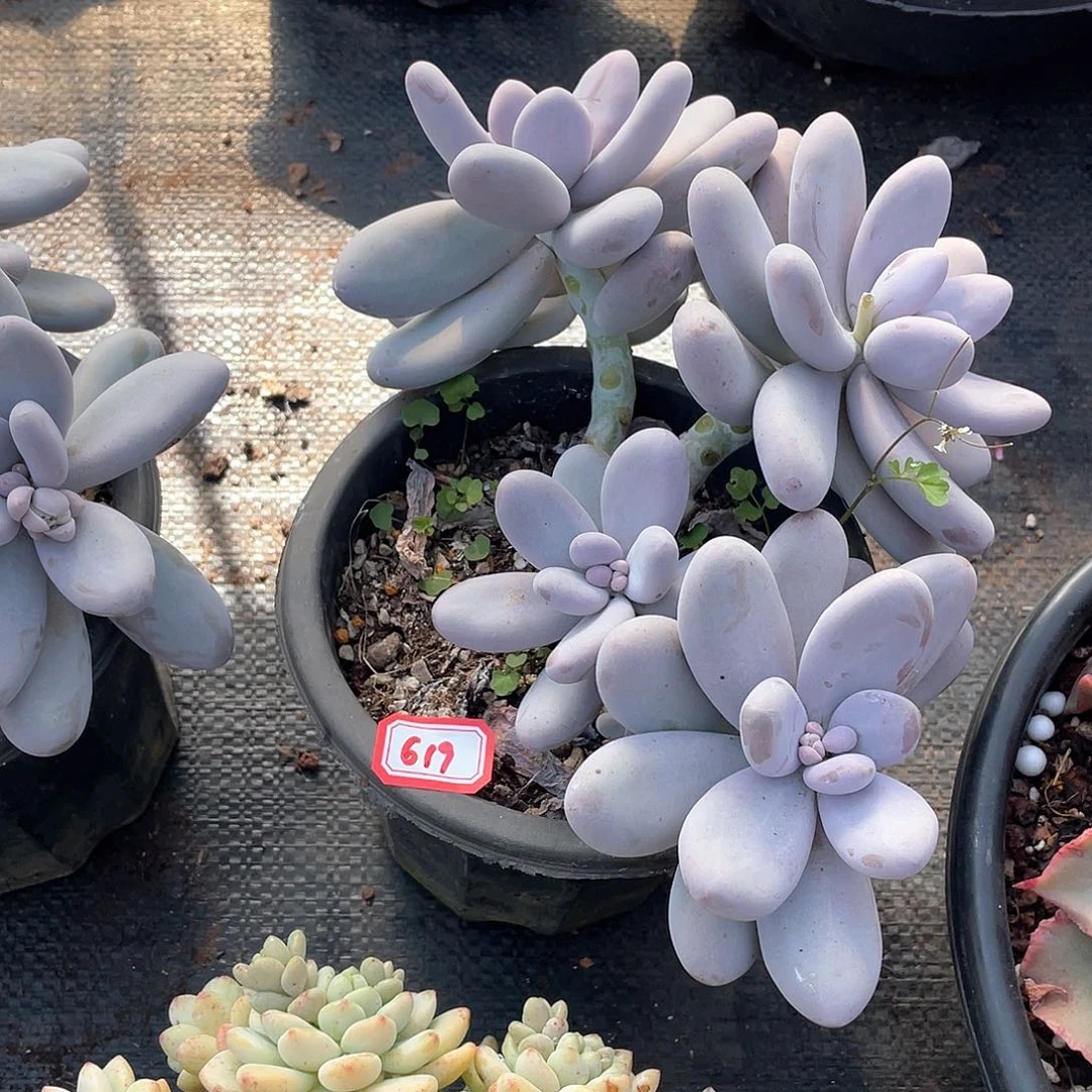 619鸡蛋美人年尾清货一物一拍多肉