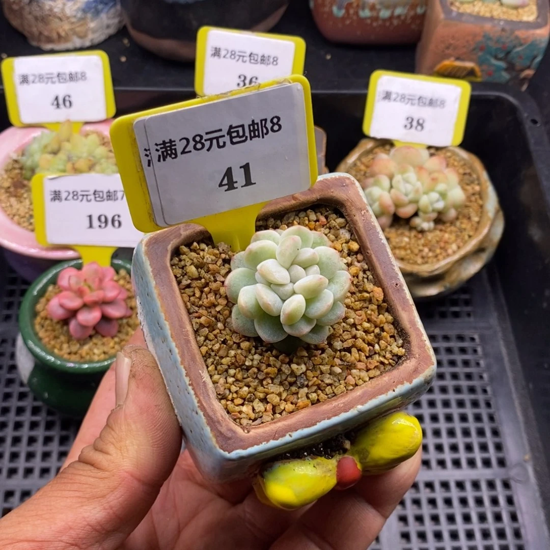 娜*?841冰玉朵朵多肉