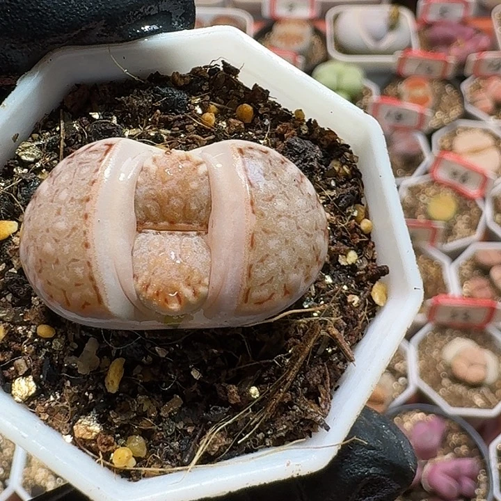 生石花233:：。  82