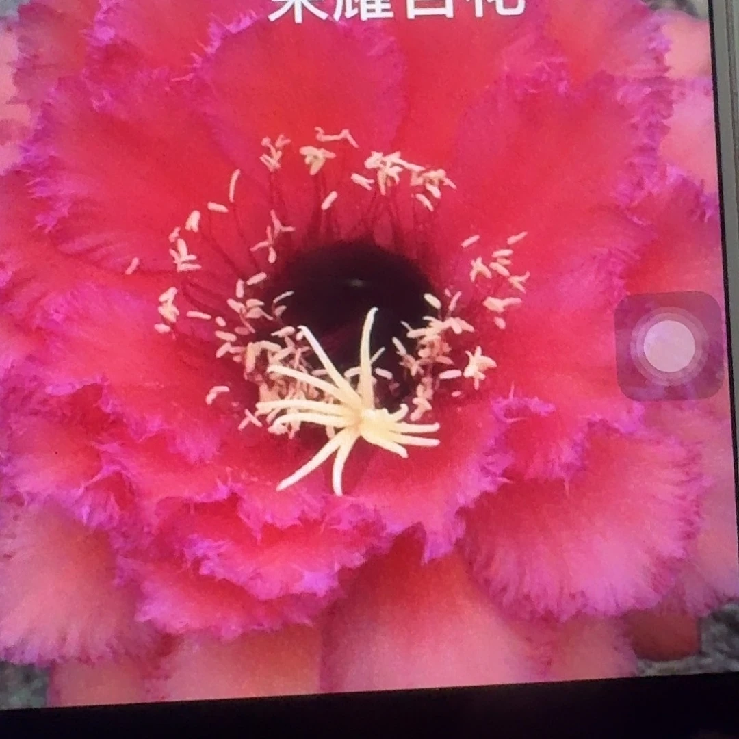 荣耀自花侧芽5公分毛花柱仙人球