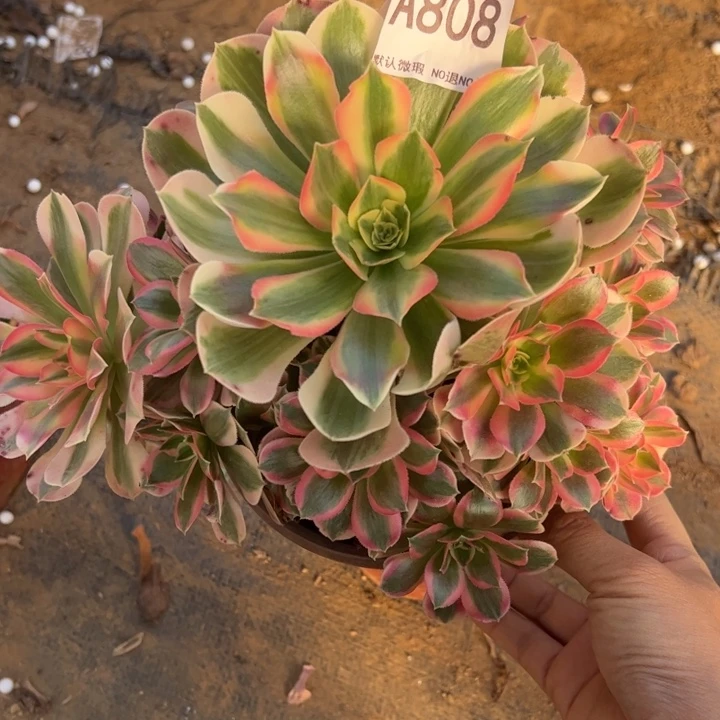 微瑕女郎多肉植物808.