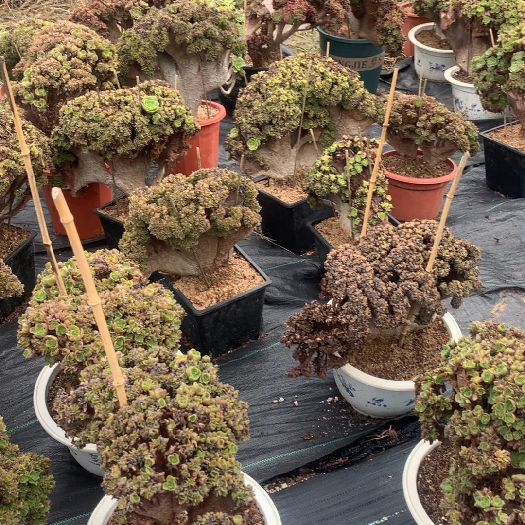众***芹817欧紫朵朵微瑕一颗