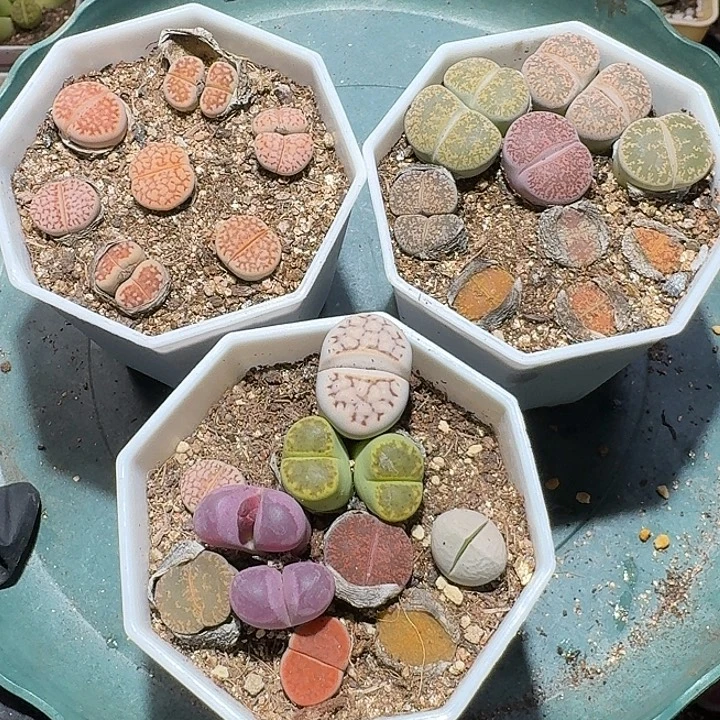 生石花111112。 无售后。 裸根发货。 179