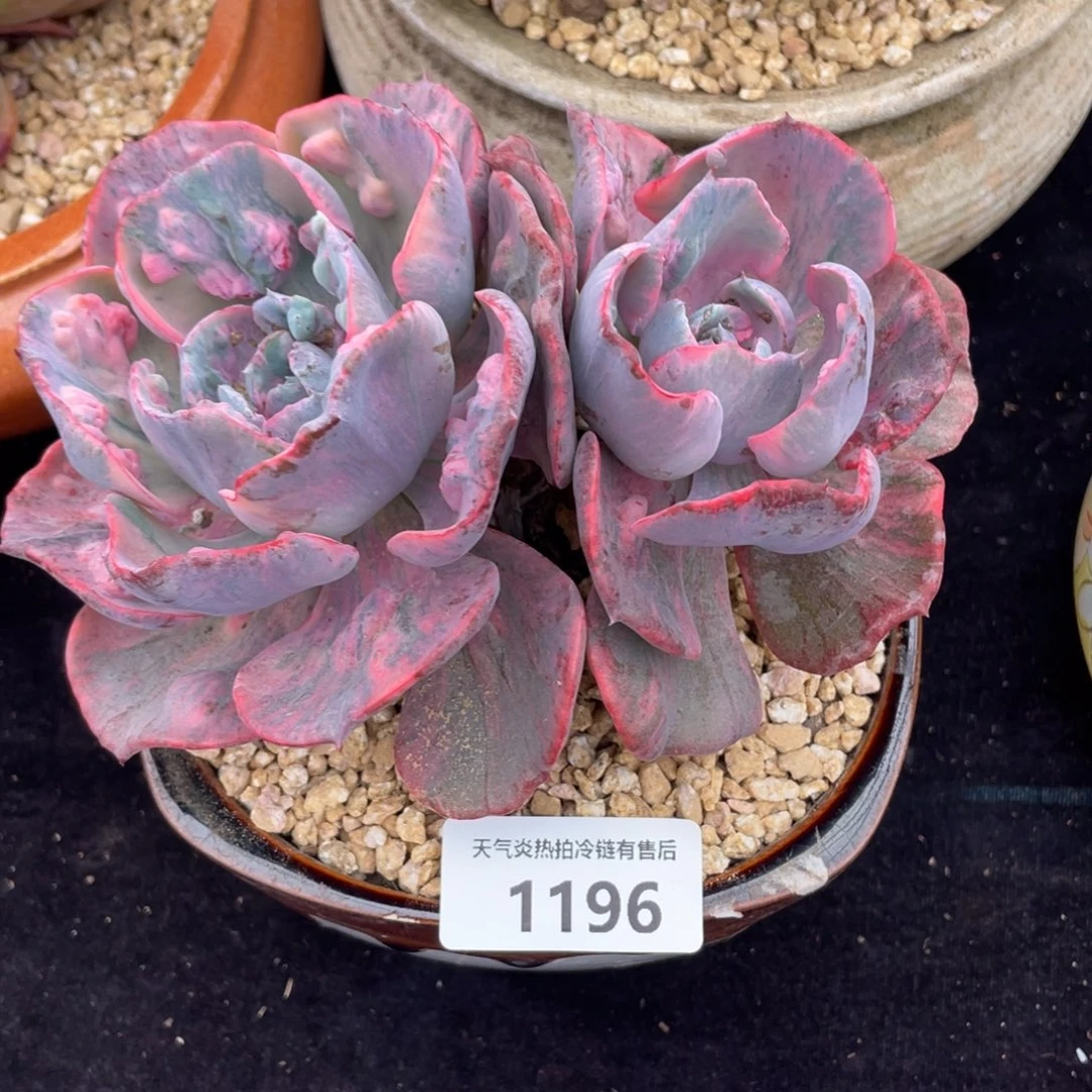 红****鱼1196雨滴锦双头多肉植物