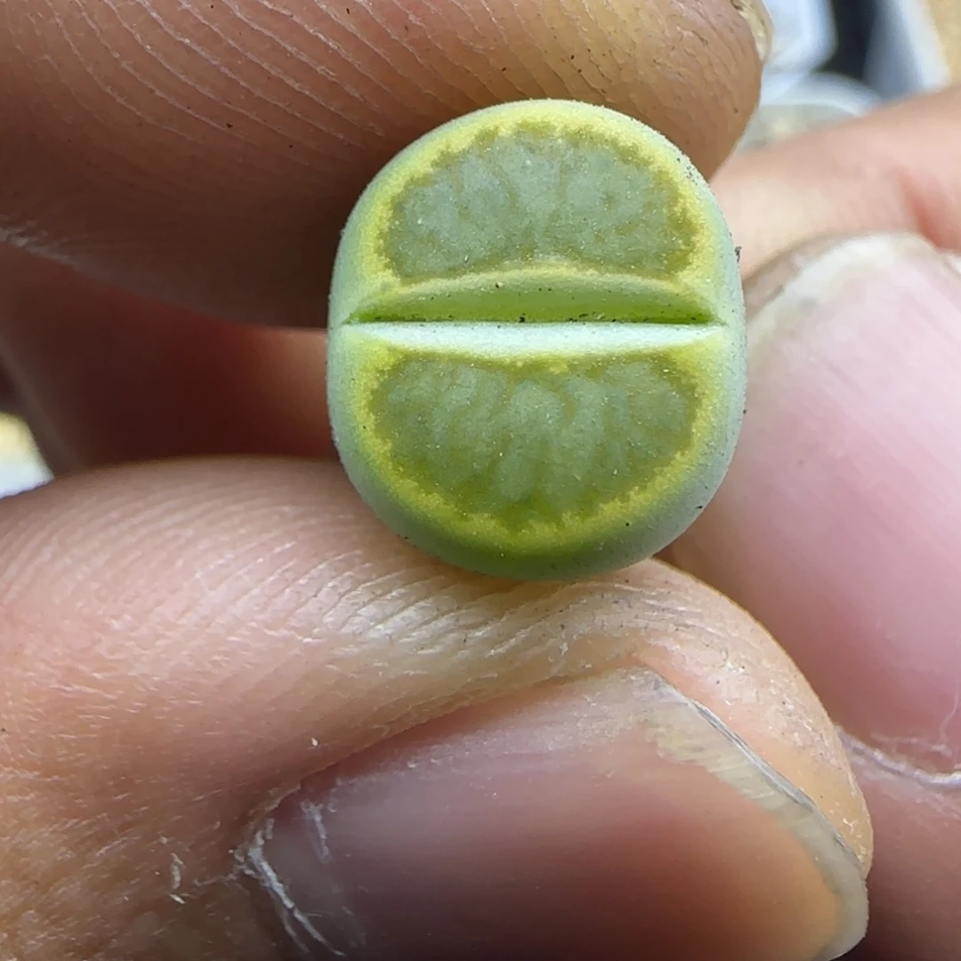 239 生石花大棚直播