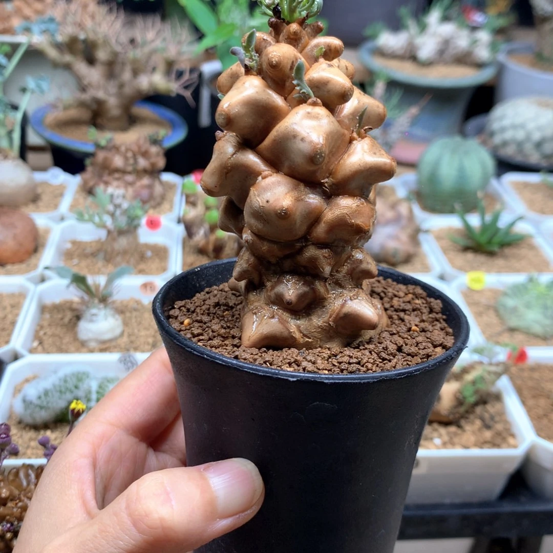蛮鬼塔厚敦菊母本带盆