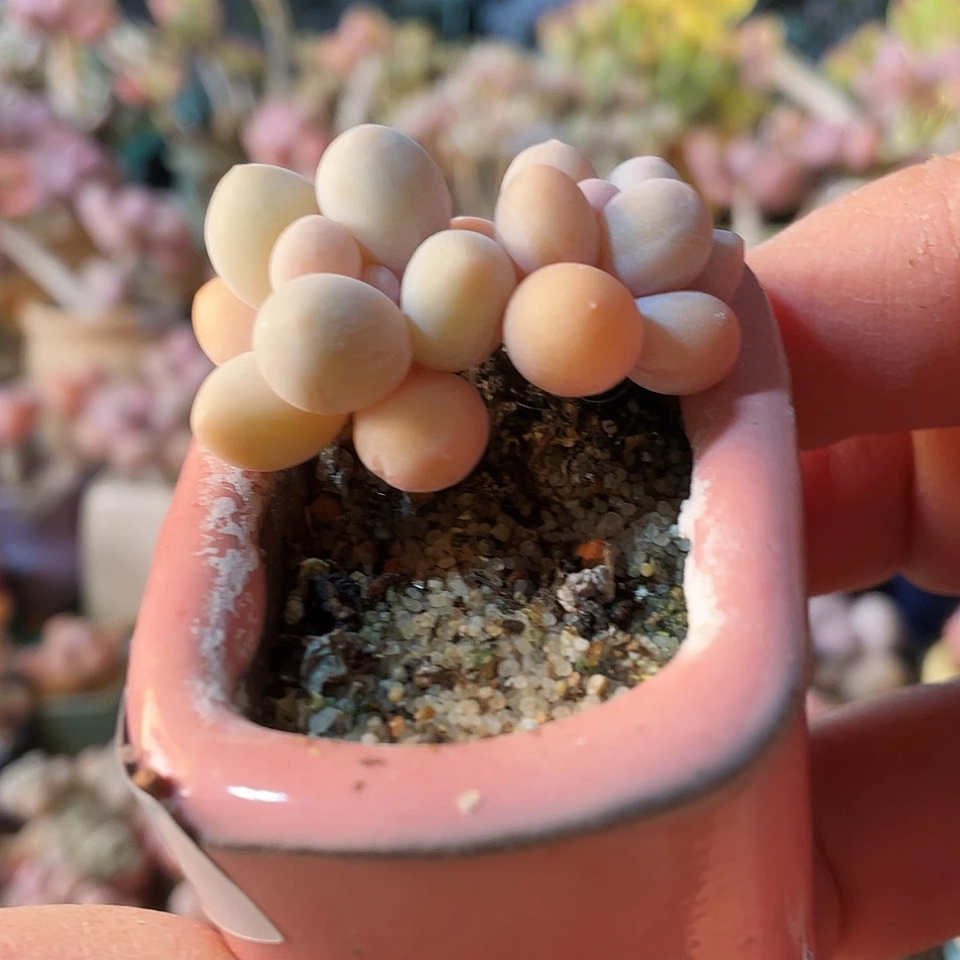 鑫**e多肉植物的生长发育与生长发育