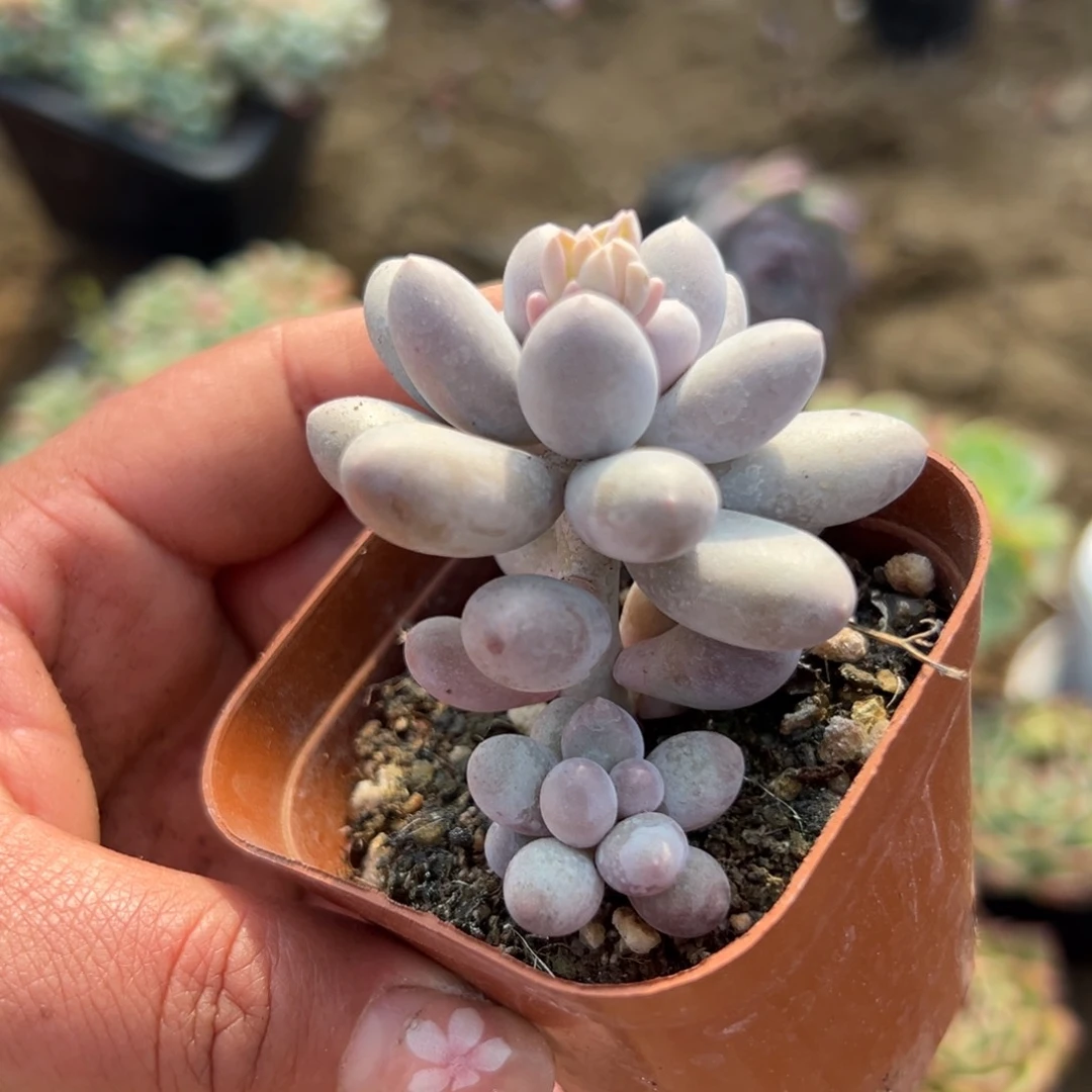 多肉植物多肉植物