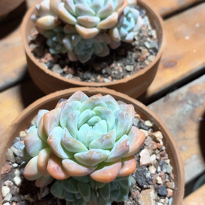 ღ***茶多肉植物群生冰玉