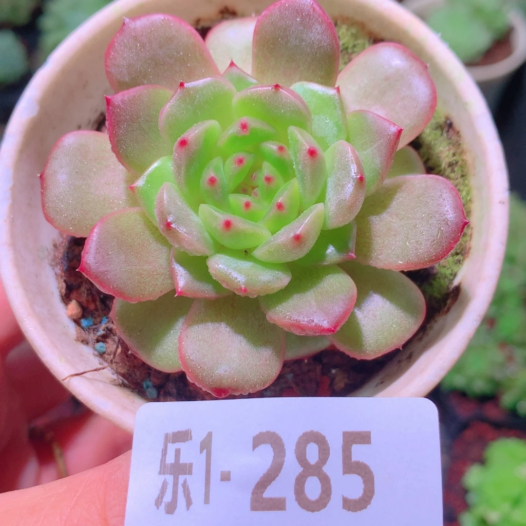 乐然 1-285 新品单头