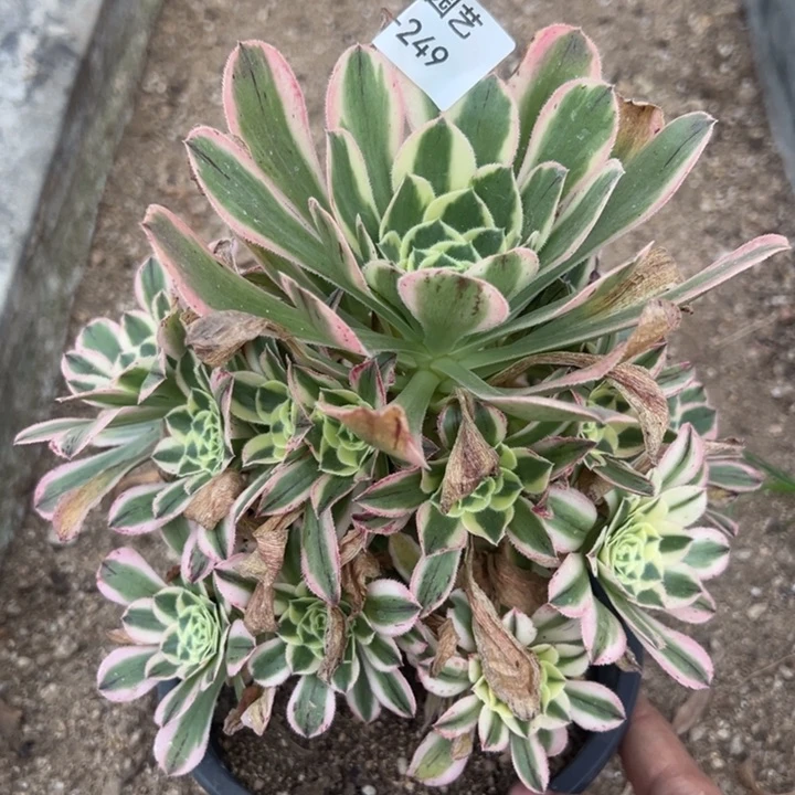 白兰地多肉植物249