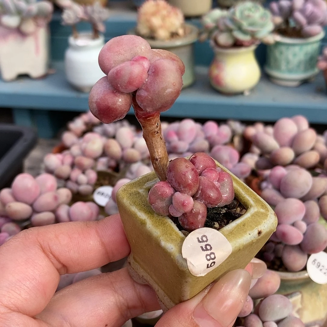 5855糖果腰子蛋带盆土