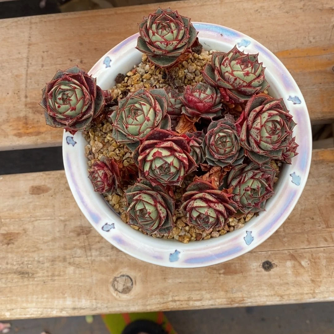 寄养多肉植物一物一拍