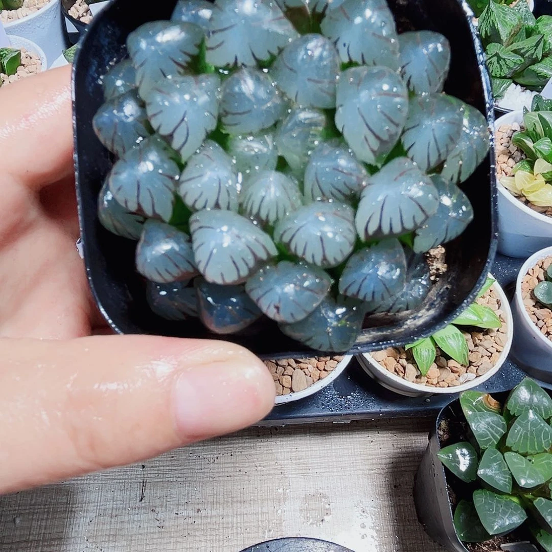 冰灯玉露多肉植物6666