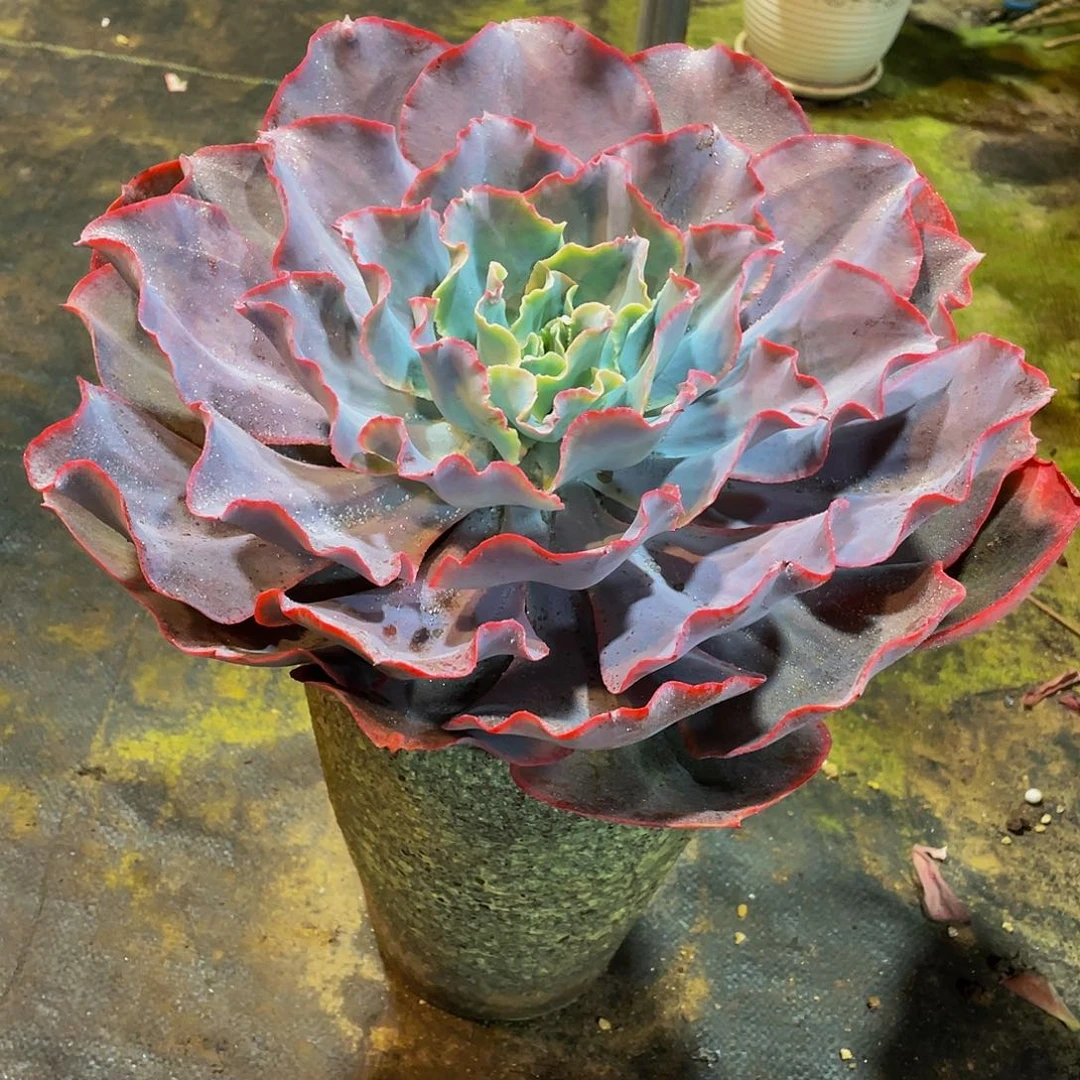 ****菓天空之城多肉植物