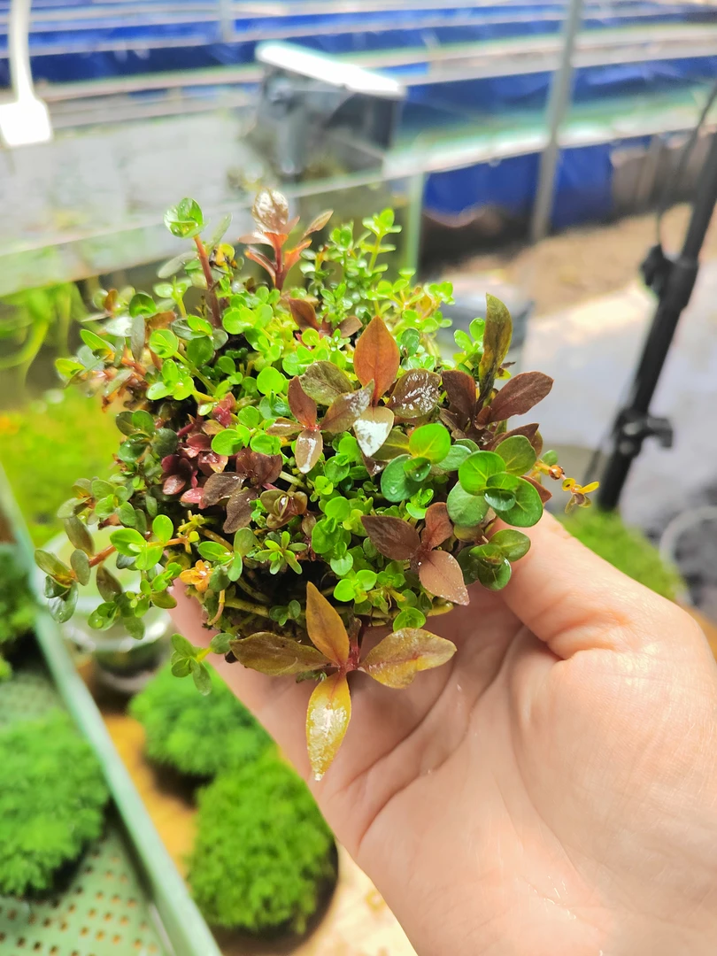 【日式混合坨】水草坨草福利难度低形态美丽水草中景后景草懒人水草