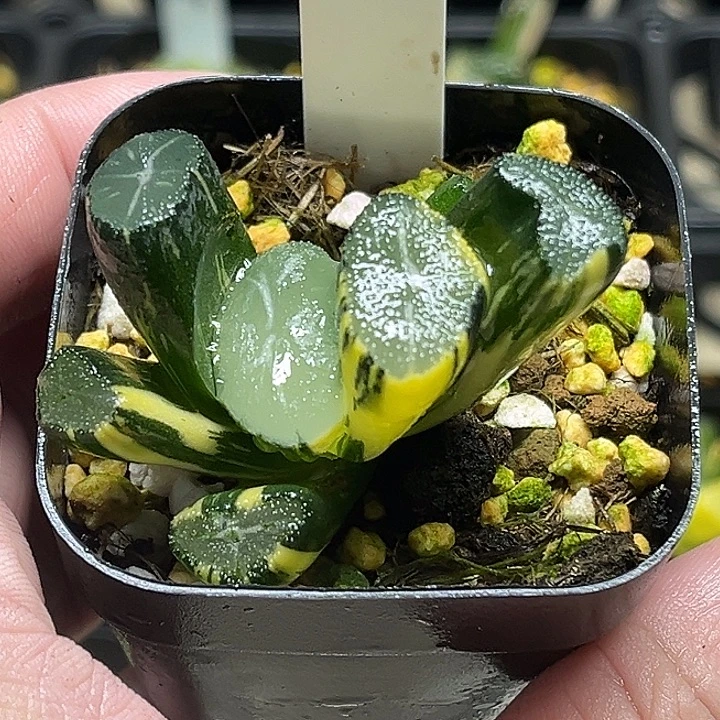 240巨大玉龙万象锦