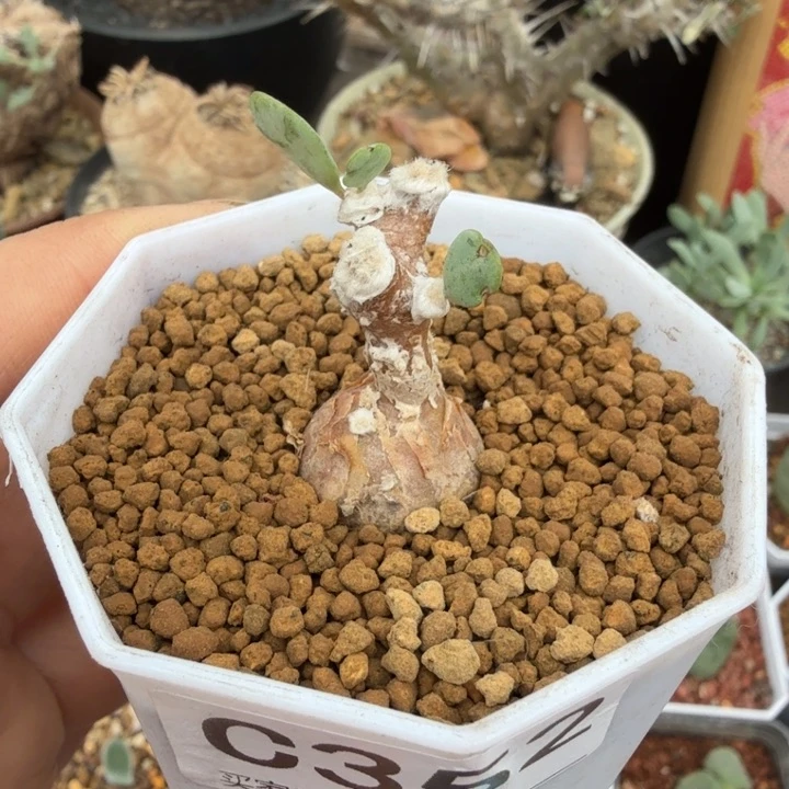 派马厚墩菊（满28包邮）