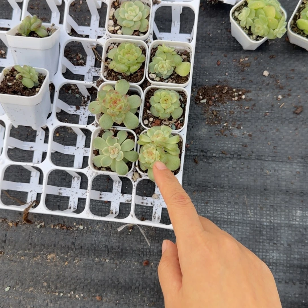 相柳盆7床一个满25包邮