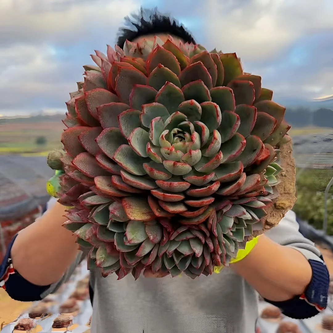 零花钱多肉 地栽赫拉 清货 基地 多肉植物