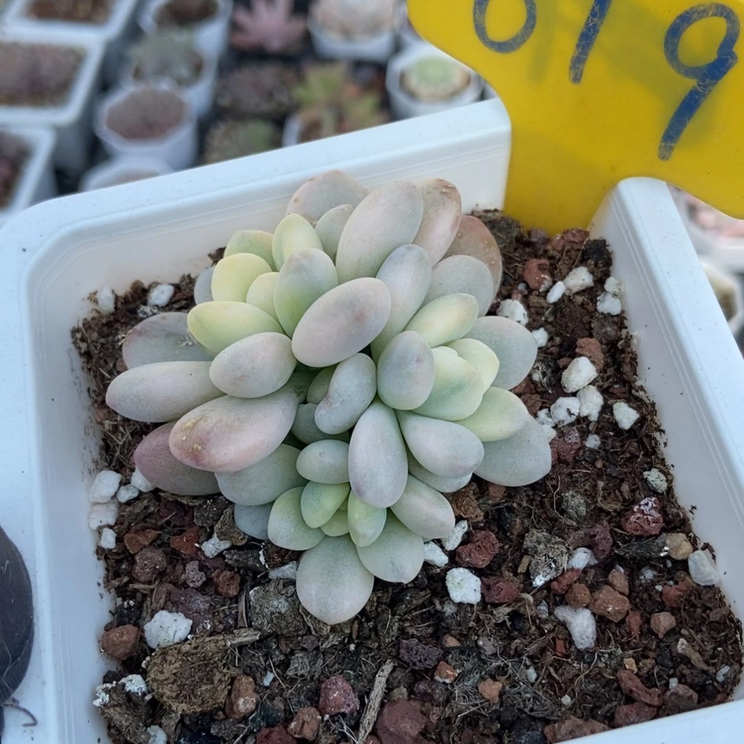 619洛神锦多肉植物