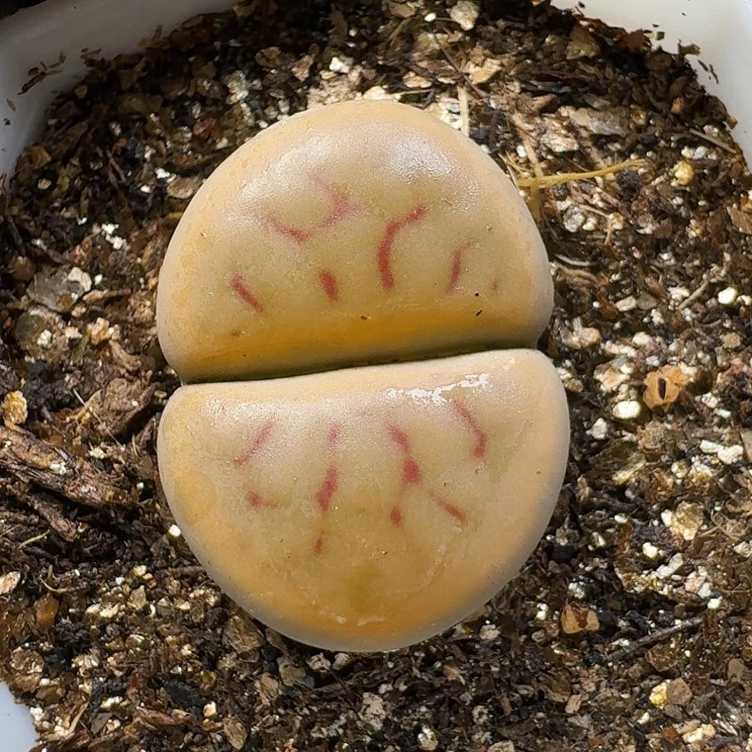 生石花111111。  255