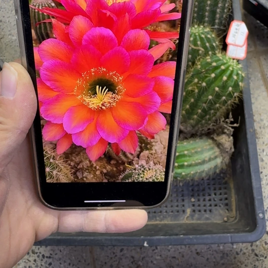 244毛花柱阿布里根脱土发货6公分左右，20包邮