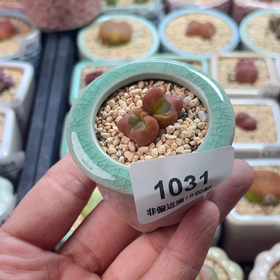 无花朵1031/-一物一拍 带盆 水蜜桃1430.5