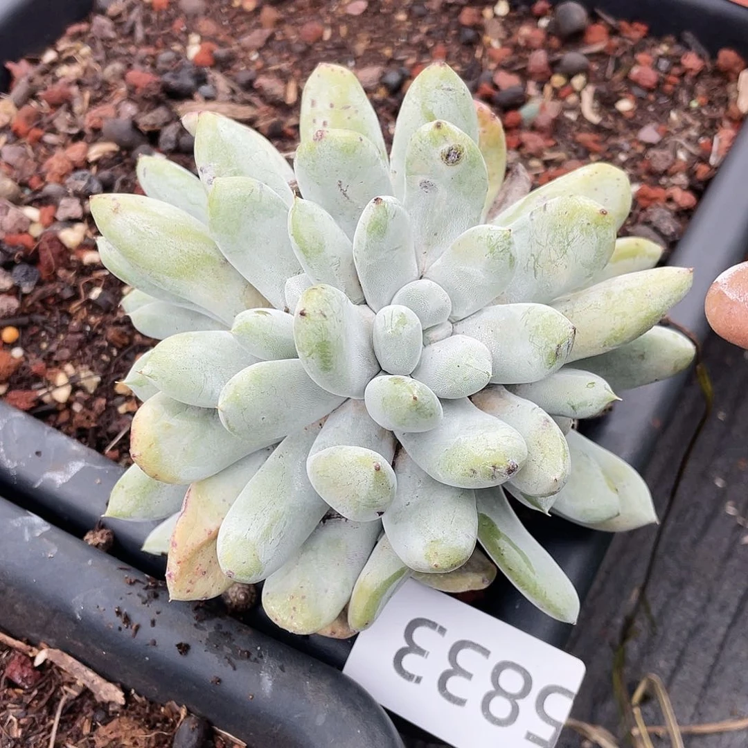 花朵红拇指老庄5833
