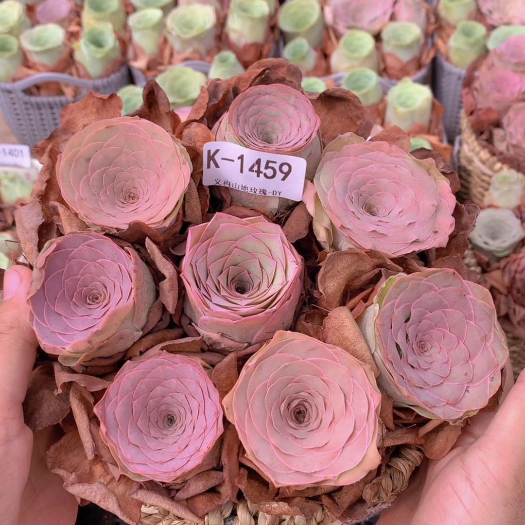 1459精品货带篮子8颗