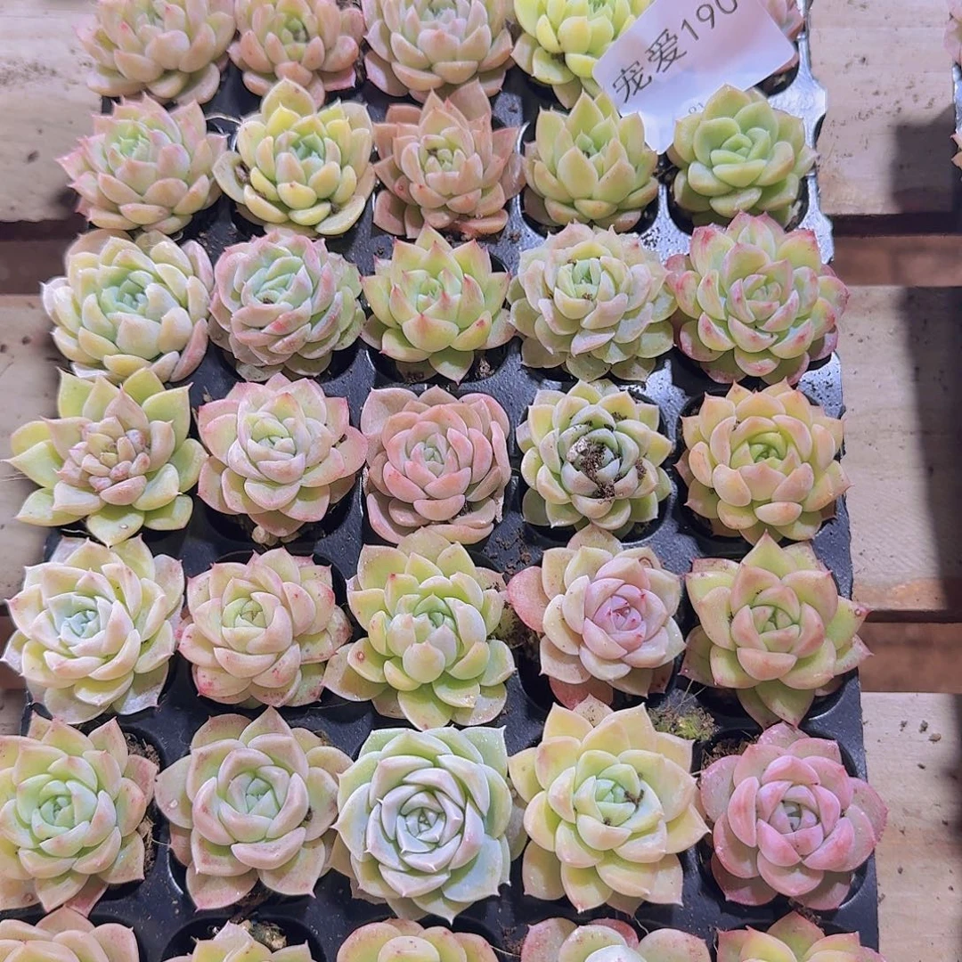 直播福利一物一拍190