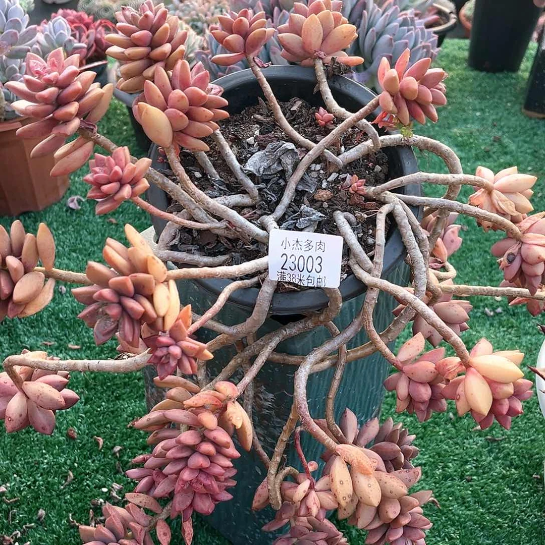 姬胧月小群生23003